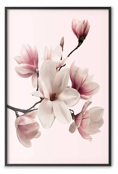 Poster: Delicate magnolie: composizione di fiori rosa