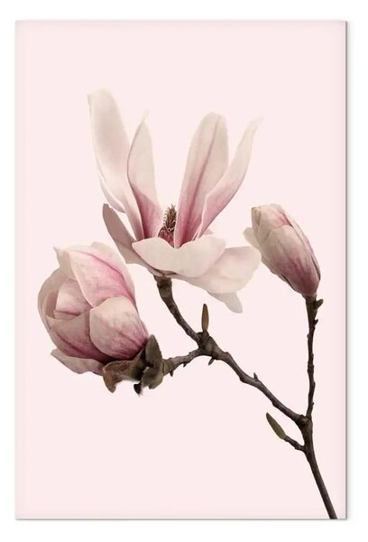 Quadro moderno Simbolo di primavera - magnolia rosa naturale