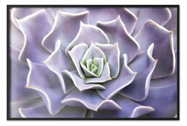 Poster: Succulente viola - una composizione vegetale con foglie di lavanda