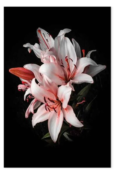 Quadro Lilium bianchi - bellezza dei fiori in luce naturale