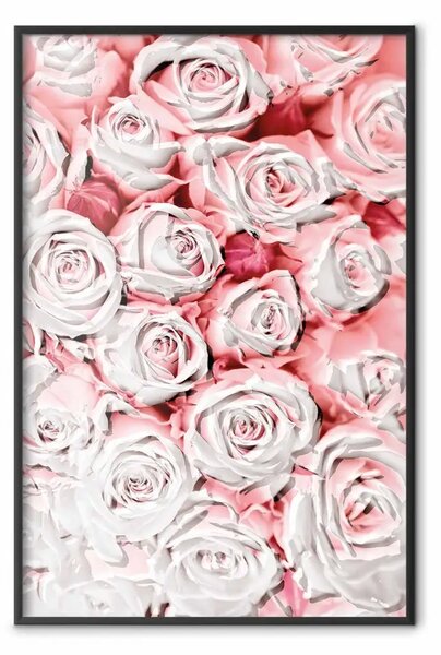 Poster: Rose bianche: composizione con fiori rosa chiaro