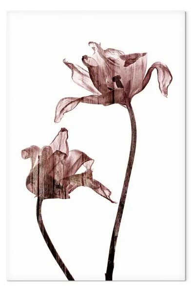 Quadro su tela Tulipani disegnati - delicati fiori in colore marrone su sfondo bianco
