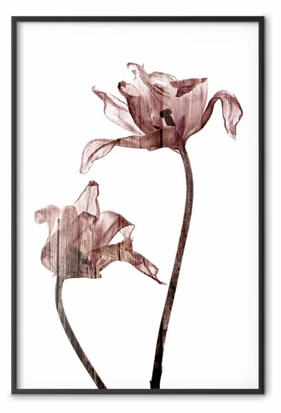 Poster: Prossimità sovraesposta - composizione botanica con fiori rosa cipria