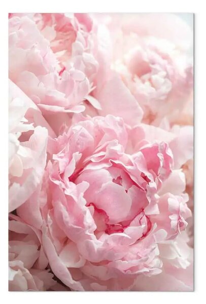 Quadro su tela Fioritura di colori naturali - peonia in tonalità di rosa