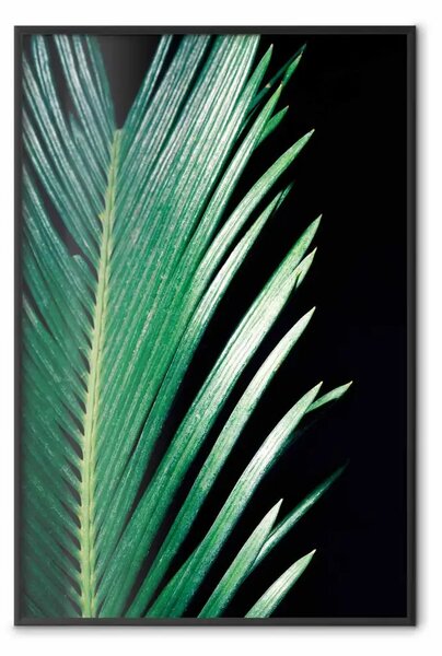 Poster: Foglie acute - botanica con piante su nero profondo