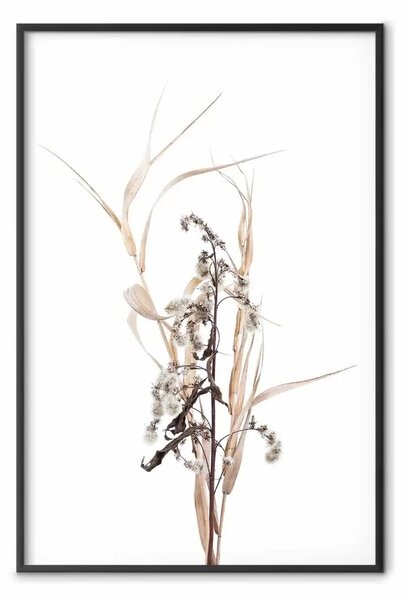 Poster: Erbe autunnali - piante secche su bianco