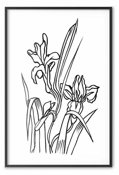 Poster: Iris innamorati - lineart con fiori primaverili