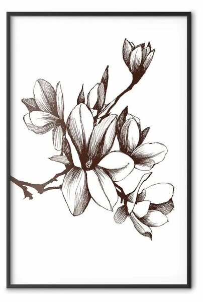 Poster: Magnolie rinascimentali - delicati fiori in b/n
