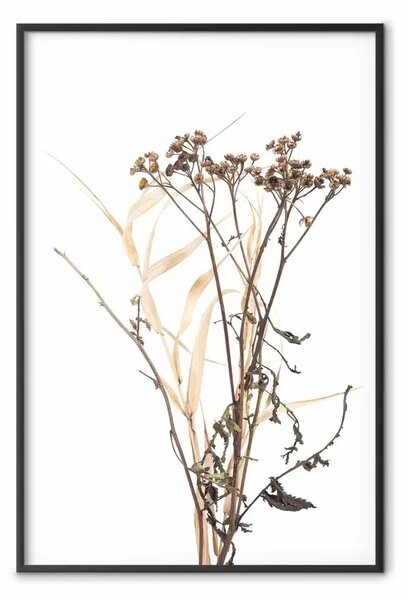 Poster: Camomilla - fiore autunnale su bianco