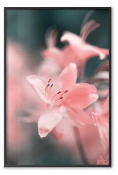 Poster: Fiori pastello