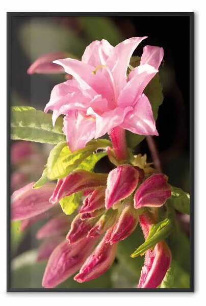 Poster: Rosa naturale - composizione floreale con fiore dai petali colorati