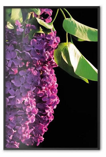 Poster: Colori primaverili - composizione con fiori viola di sambuco