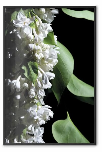 Poster: Dettaglio sambuco - composizione con fiori e foglie bianche