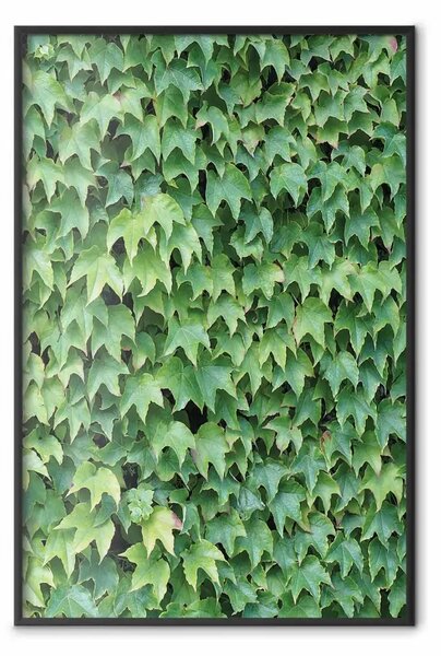 Poster: Edera fitta - composizione botanica riempita di foglie verdi