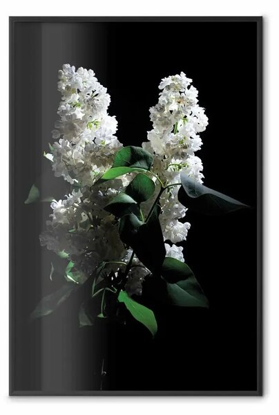 Poster: Sambuchi notte - composizione con fiori bianchi in oscurità