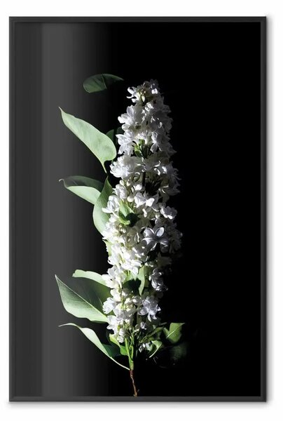 Poster: Gigli bianchi - composizione con fiori primaverili su sfondo nero