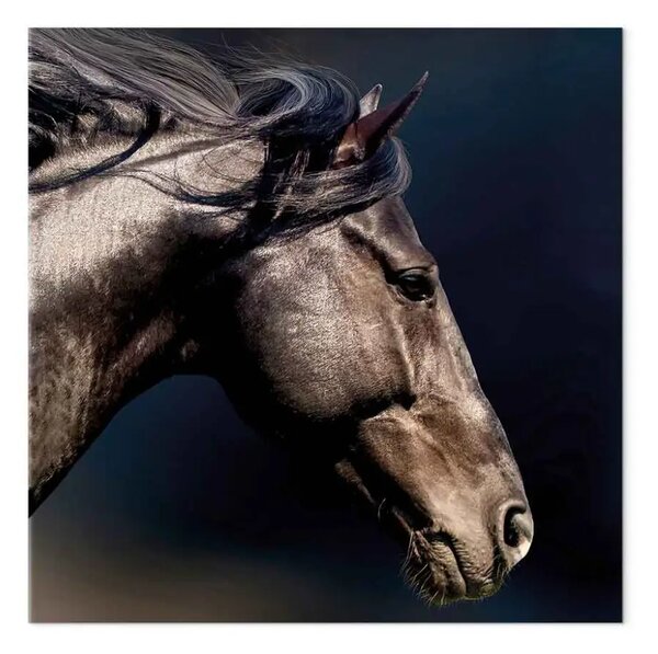 Quadro moderno Foto artistica con un cavallo da vicino