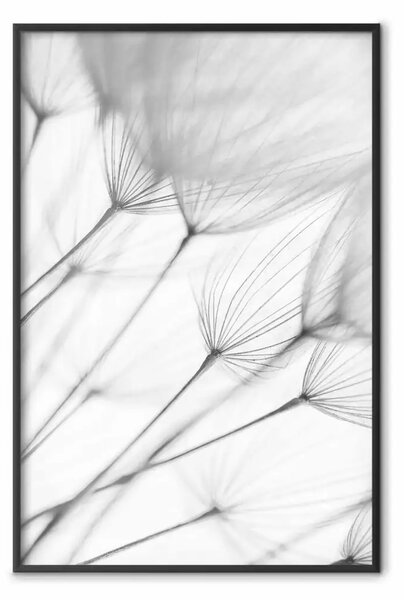Poster: Leggerezza momento - semplice composizione soffione