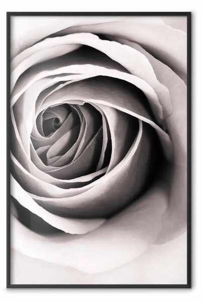Poster: Vortice rose - motivo a forma di rosa in vortice