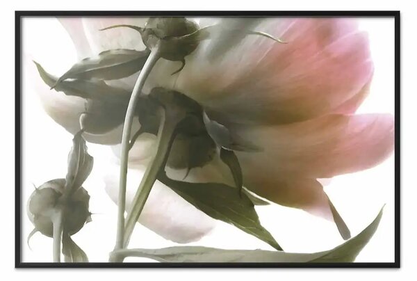 Poster: Sua Altezza - petali rosa di peonia con ramo verde su sfondo bianco