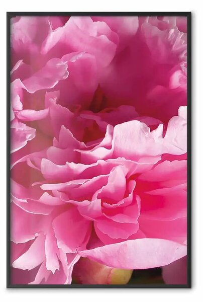 Poster: Belle peonie - fiore con petali rosa sullo sfondo degli stessi fiori
