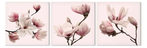 Quadro contemporaneo Spectrum Rosa della Natura - delicato fiore di magnolia