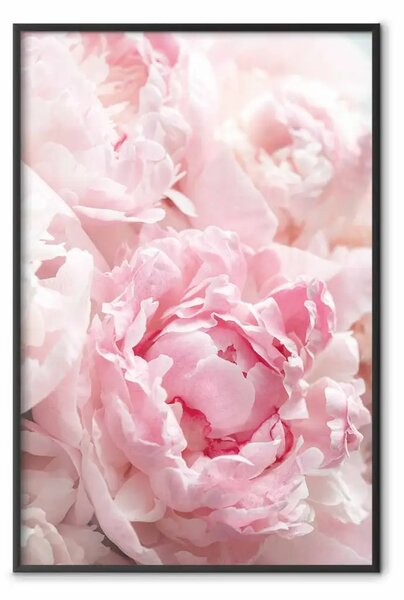 Poster: Nostalgia del mattino - pianta con fiore rosa in tonalità pastello