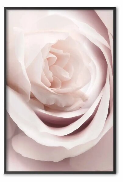 Poster: Rosa di porcellana - pianta rosa chiaro con bel fiore di rosa fresca