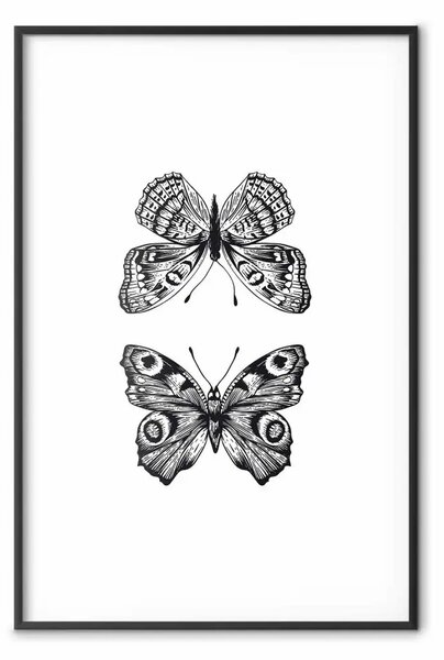 Poster: Due farfalle - insetti in bianco e nero decorati