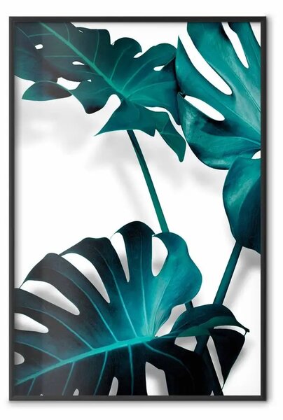 Poster: Natura smeraldo - foglie verdi tropicali di monstera su sfondo bianco