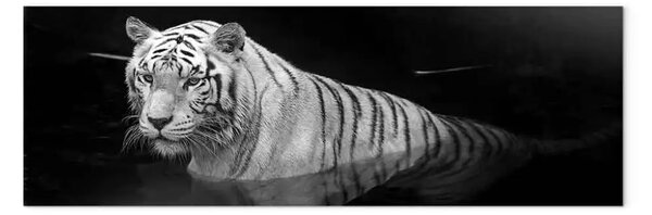 Quadro contemporaneo Tigre splendente bianco e nero stretto