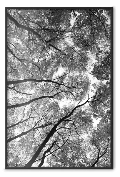 Poster: Alberi alti