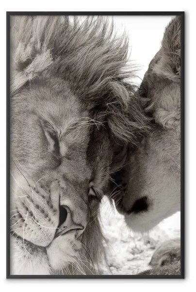 Poster: Savana calda - elefante adulto sulla savana al tramonto