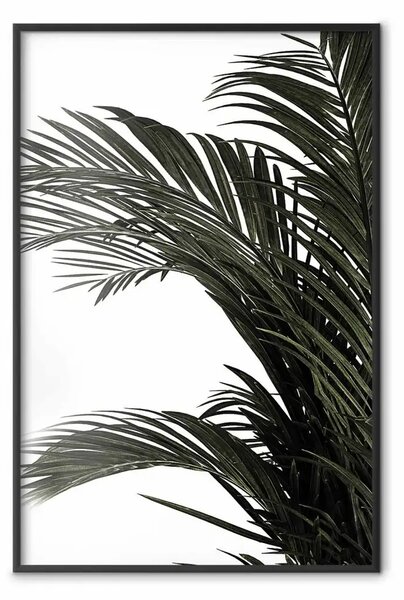 Poster: Tesori della giungla - foglie verdi pianta tropicale su sfondo bianco