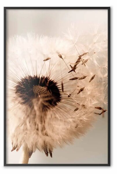 Poster: Petali morbidi - fiore pianta motivo seppia su sfondo bianco