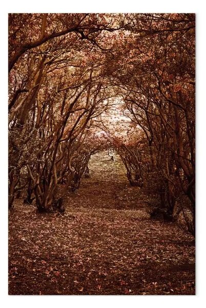 Quadro contemporaneo Corridoio con alberi - paesaggio autunnale coperto di foglie