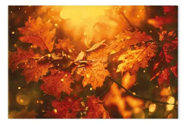 Quadro su tela Foglie di quercia autunnale - foto di foglie d'oro al sole