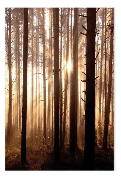 Quadro su tela Sentieri forestali verticale