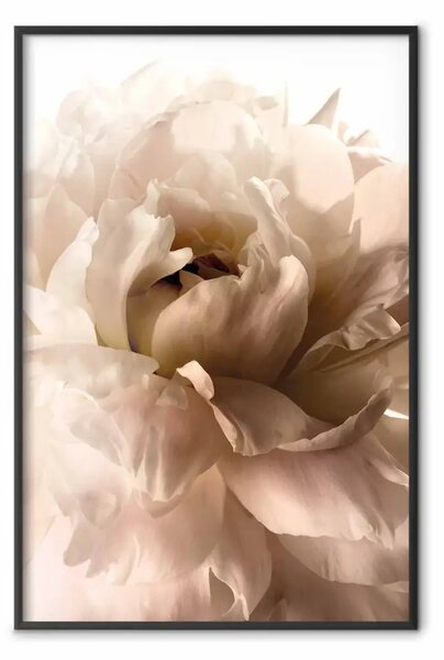 Poster: Petali morbidi - fiore vegetale con motivo seppia chiaro su sfondo bianco
