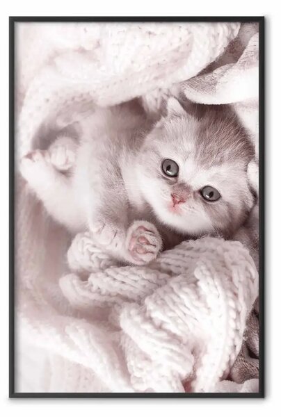Poster: Amante del relax - gatto avvolto in una coperta di lana rosa