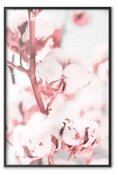 Poster: Cotone in fiore - delicati fiori di cotone nella luce invernale
