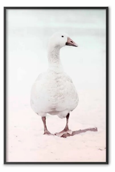 Poster: Anatra invernale - anatra bianca su sabbia invernale