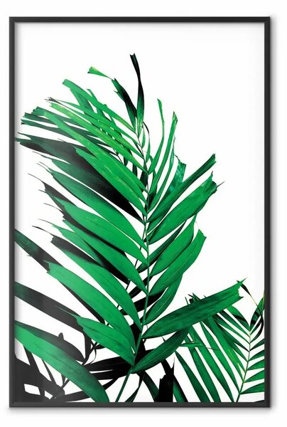 Poster: Foglia succulenta - foglia verde su bianco