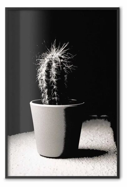 Poster: Cactus scompigliato - fotografia di cactus