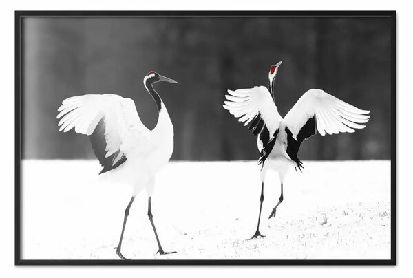 Poster: Gru danzanti - animali alati in bianco e nero