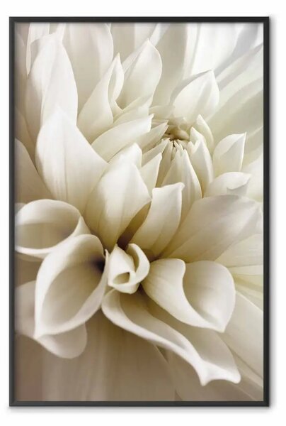 Poster: Bella dalìa - delicati fiori bianchi con petali leggermente beige