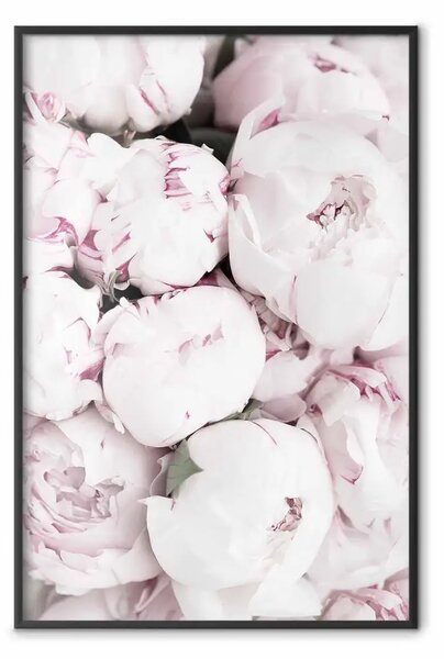 Poster: Inizio estate - paesaggio di campagna con fiori delicatamente rosa
