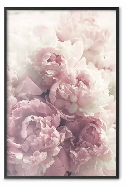 Poster: Peonie delicate - paesaggio di campagna con fiori bianchi e rosa