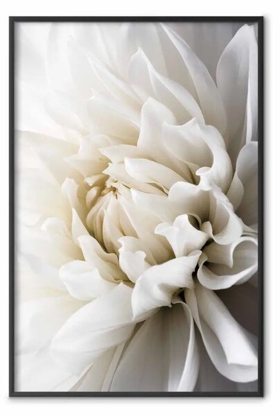 Poster: Dalia bianca - fiore bianco vellutato romantico