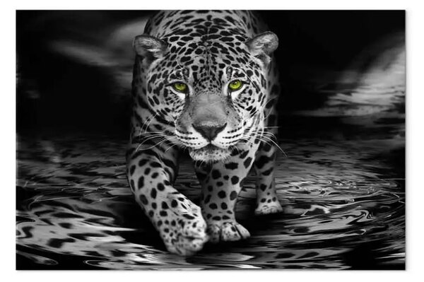 Quadro su tela Predatore dagli occhi verdi largo bianco e nero